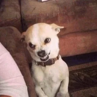 Стикер happy_dogs - 4