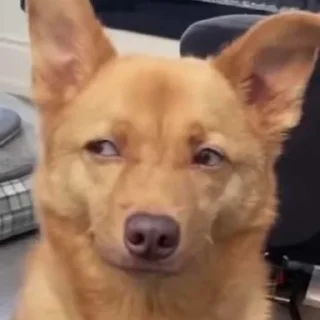 Стикер happy_dogs - 0