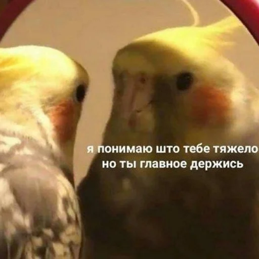 животное птица попугай