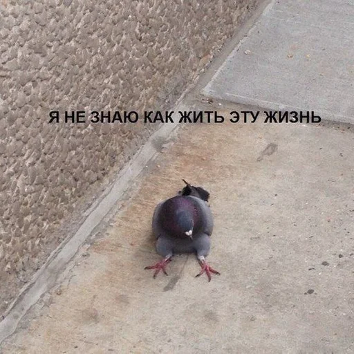 земля голубь птица