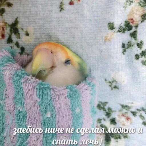 животное млекопитающее комнатный