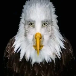 Стикер Больше стиков тут: @stikery4 - 9