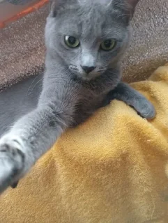 Стикер дичь - 7