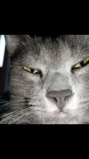 Стикер дичь - 2