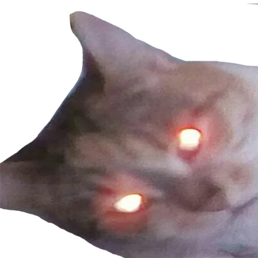 животное искусство свет