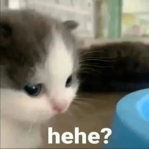 mammal animal small to medium-sized cats