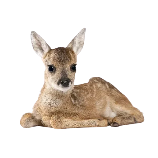animal mammal deer
