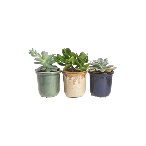 flowerpot houseplant herb