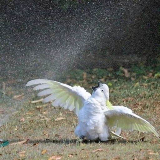 Стикер Birb - 10