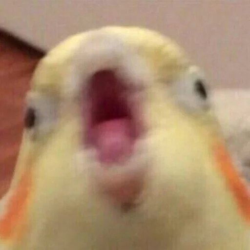 Стикер Birb - 7