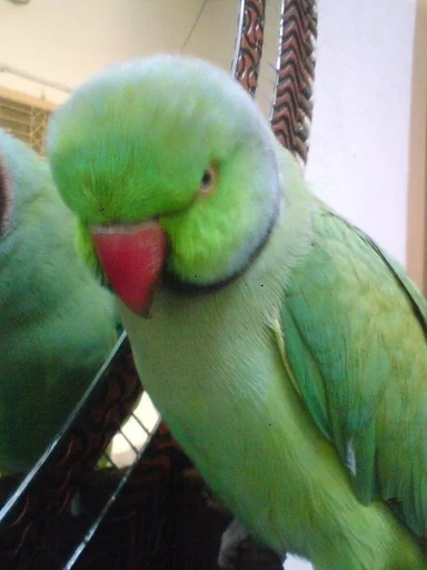 Стикер Birb - 6