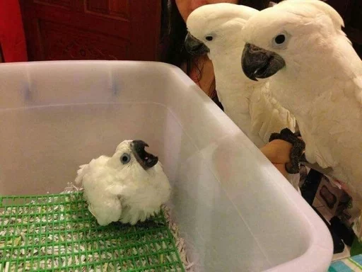 Стикер Birb - 5