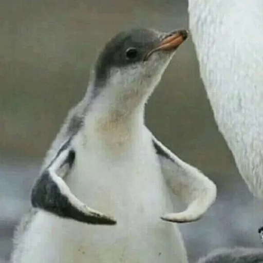 Стикер Birb - 4