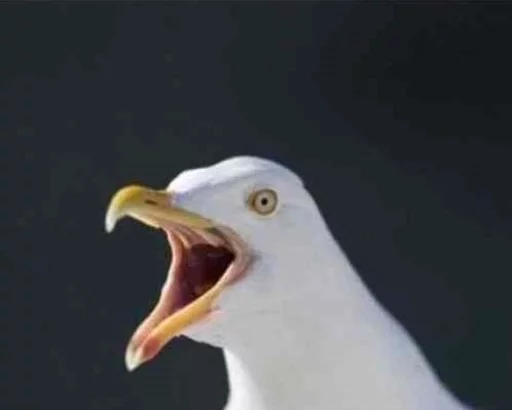 Стикер Birb - 2