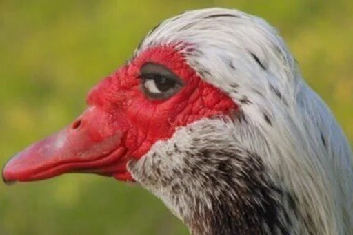 Стикер Birb - 1