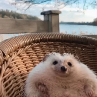 Стикер Ежи @BredRa - 0