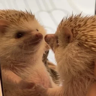 Стикер Ежи @BredRa - 7