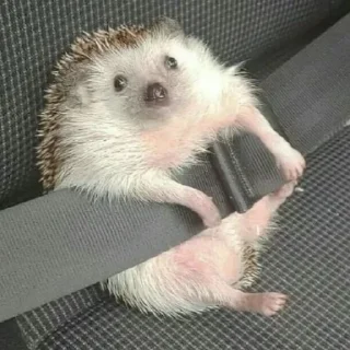 Стикер Ежи @BredRa - 2