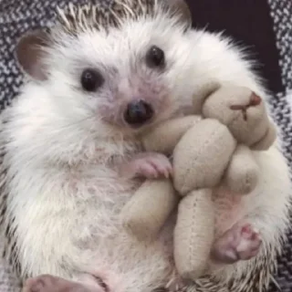 Стикер Ежи @BredRa - 11