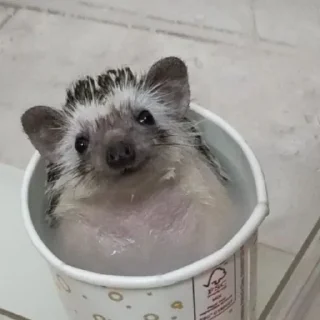 Стикер Ежи @BredRa - 5