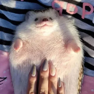 Стикер Ежи @BredRa - 6