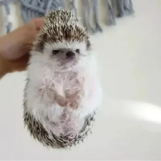 Стикер Ежи @BredRa - 9