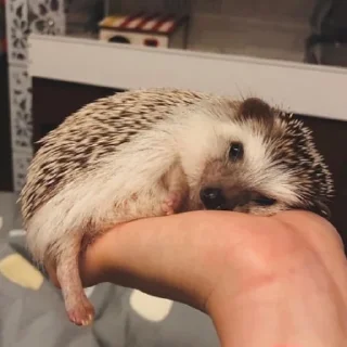 Стикер Ежи @BredRa - 1