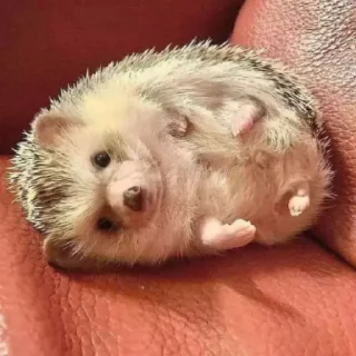 Стикер Ежи @BredRa - 10