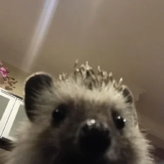 Стикер Ежи @BredRa - 3