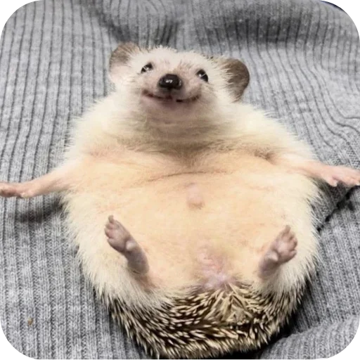 Sticker hedgehogs_980_by_anime4_robot - 1