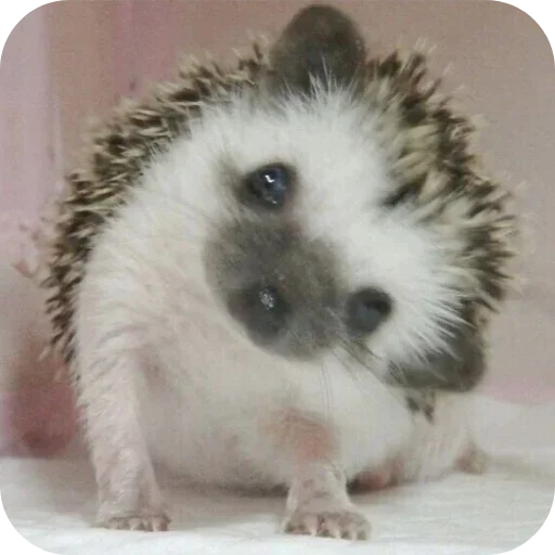 Hedgehogs @anime4_arts - 