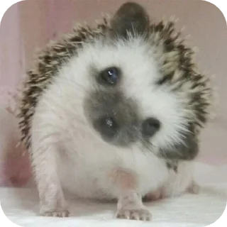 Стикер Hedgehogs @anime4_arts - 10