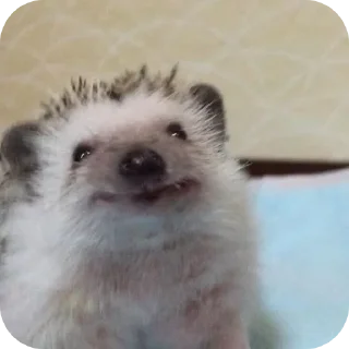 Стикер Hedgehogs @anime4_arts - 4