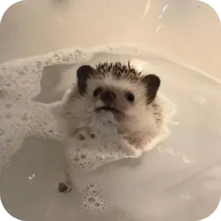 Стикер Hedgehogs @anime4_arts - 1