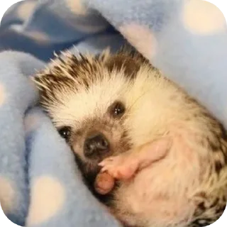 Стикер Hedgehogs @anime4_arts - 11