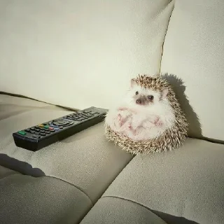 Стикер hedgehogs - 7