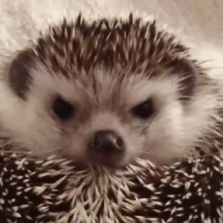 Стикер hedgehogs - 11