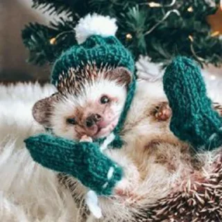 Стикер hedgehogs - 8