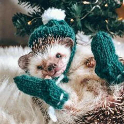 Sticker hedgehogss - 1