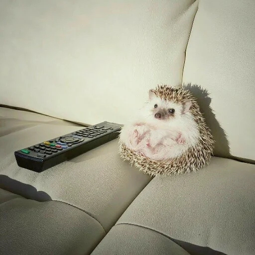 Sticker hedgehogss - 1