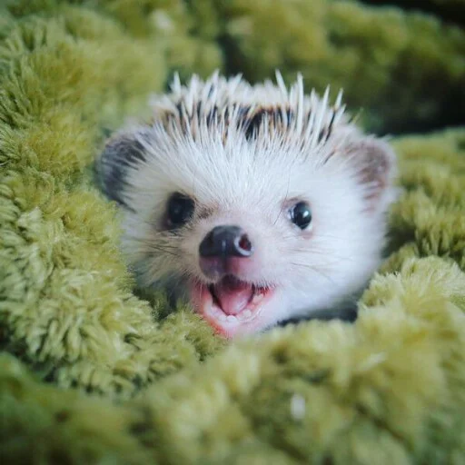 Sticker hedgehogss - 1