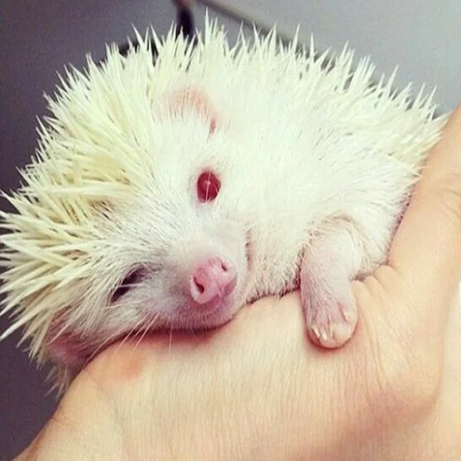 Стикер hedgehogs - 0