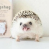 hedgehogs - 