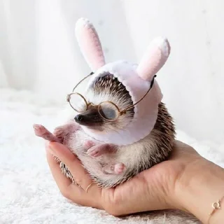 Стикер hedgehogs - 1