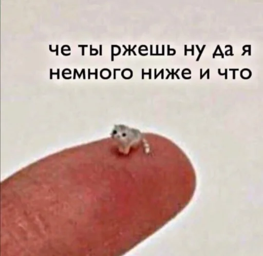 СМС овощ батат