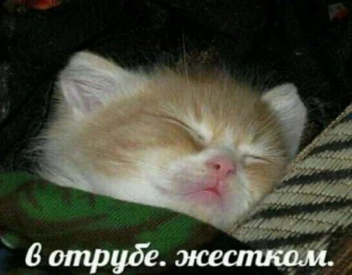 животное млекопитающее домашняя кошка