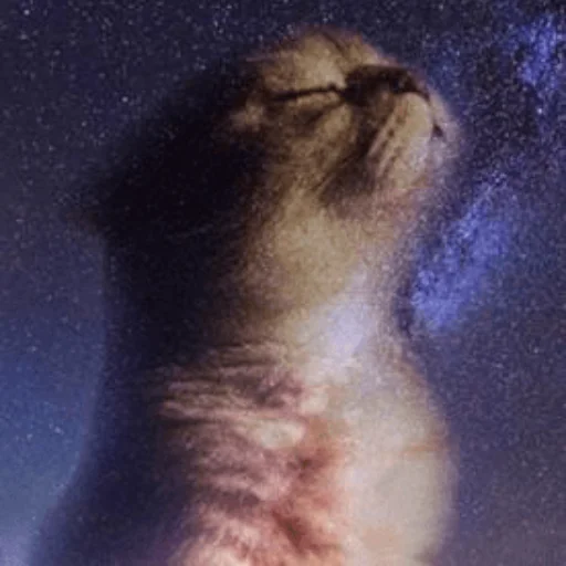 Sticker hehe_meow - 1