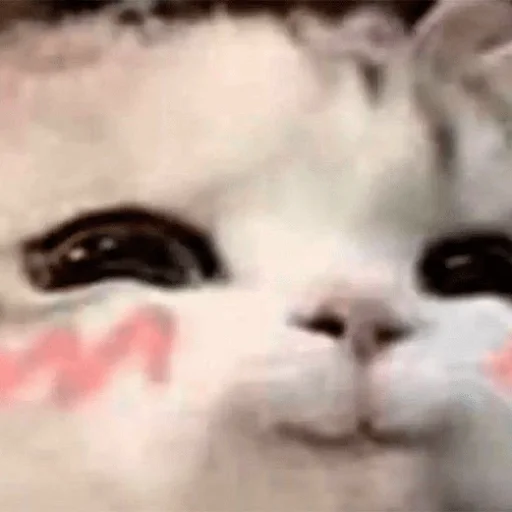 Sticker hehe_meow - 1