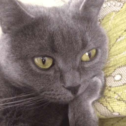 Sticker hehe_meow - 1