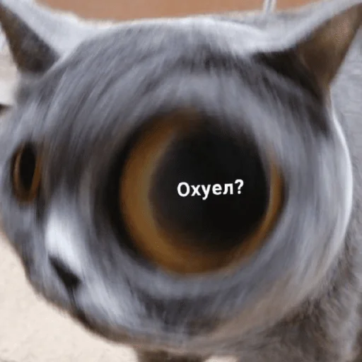 Sticker hehe_meow - 1